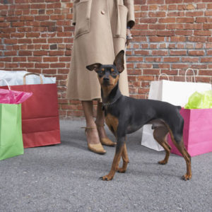 Shopping con il nostro amico a quattro zampe, si può! Shopping con il nostro amico a quattro zampe, si può!